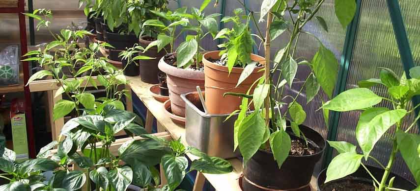 Як доглядати за балконними рослинами