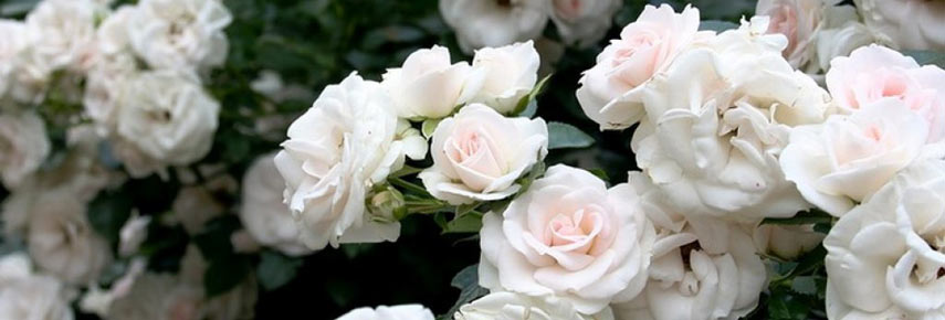 7 причин посадити троянди флорибунда