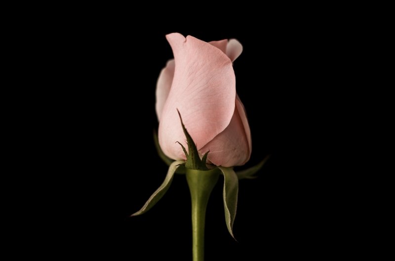 Закритий бутон світло-рожевої троянди на темному фоні, вид збоку.