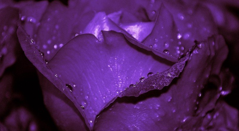 Зображення близької відстані фіолетової троянди з краплями роси на пелюстках.
