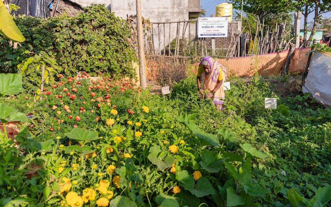 Коли сіяти чорнобривці на розсаду: практичні поради для українських садівників