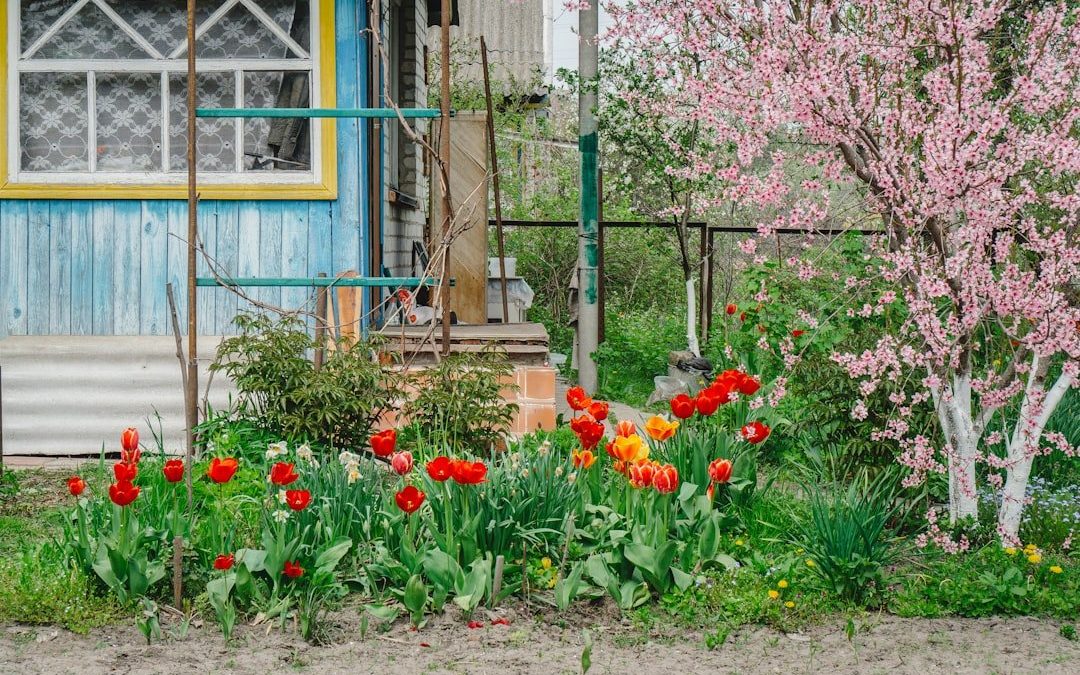 Коли сіяти чорнобривці на розсаду: поради для українських садівників