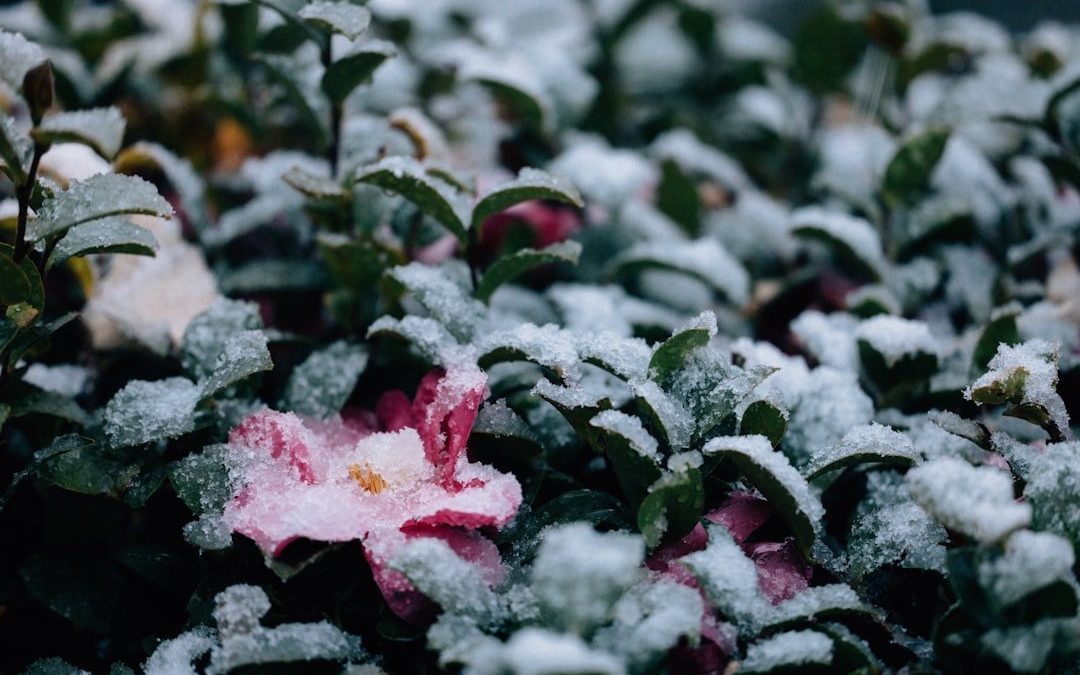 Як правильно підготувати сад до зимових морозів: поради досвідчених садівників