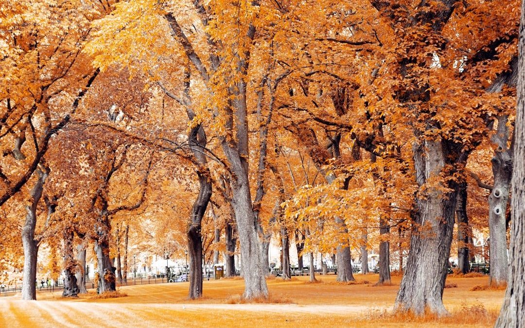 Як Доглядати За Деревами Восени: Підготовка До Зими