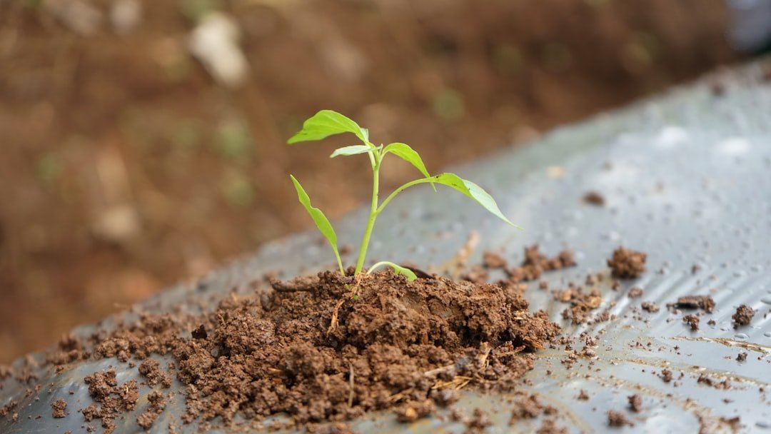 Як вирощувати редиску: поради для отримання швидкого врожаю